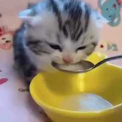 kitten